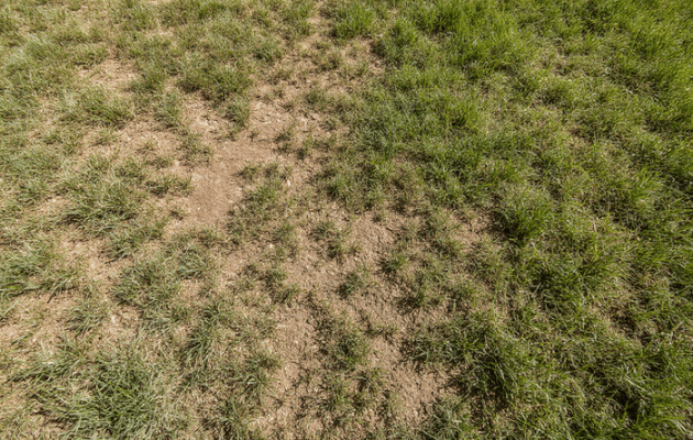 Почему не растет газон