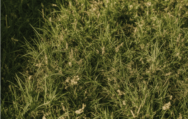 Сорняки на газоне