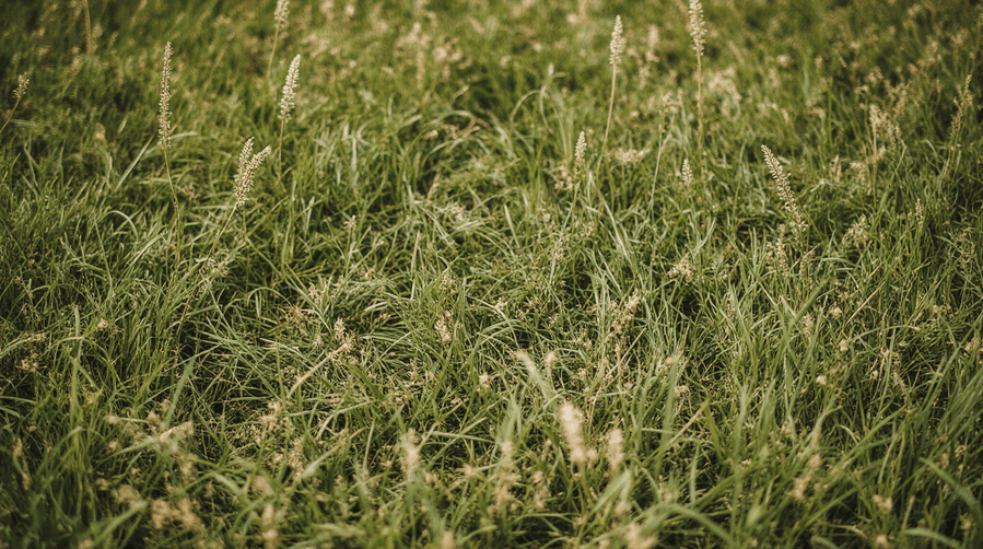 сорняки на газоне